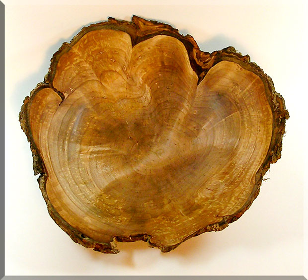 BowlsPlatters/Burl2a.jpg